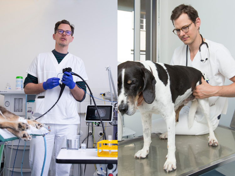 Paket: Pankreatitis bei Hund & Katze