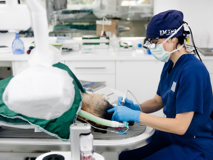 Zahnpatienten sicher managen